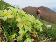 In Canto Alto (1146 m) da Ripa-Zogno ad anello fiorito il 10 aprile 2025 - FOTOGALLERY